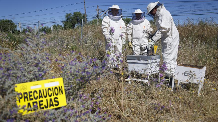 Apicultores abejas