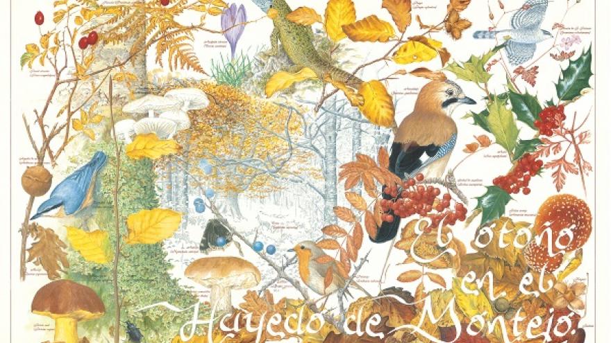 Hayedo de Montejo otoño