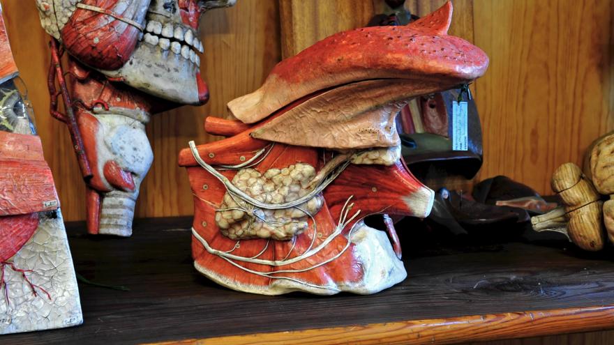 The Cabinet of Natural History in the second room with anatomical models Eye with vertical cut Brain and Tongue
