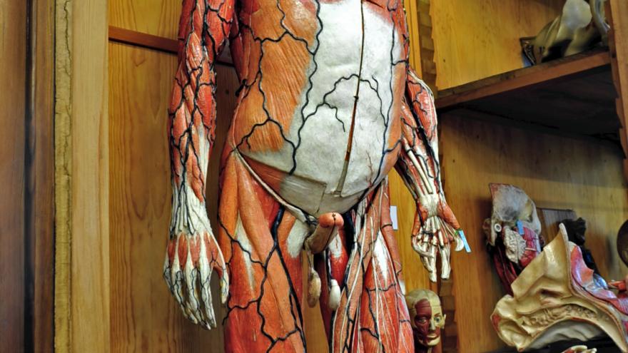 The Cabinet of Natural History Second Room Life Size Human Anatomical Model