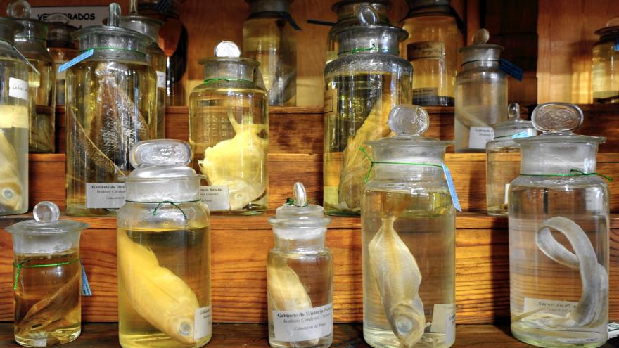 The Cabinet of Natural History second room