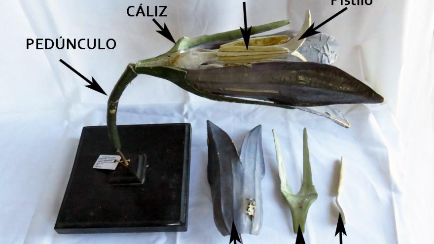 parts of the didactic model