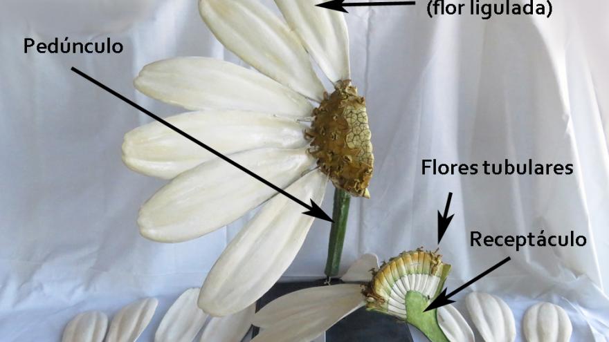 parts of the didactic model