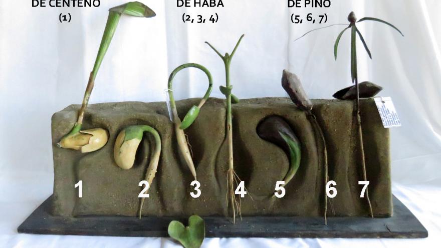 parts of the didactic model