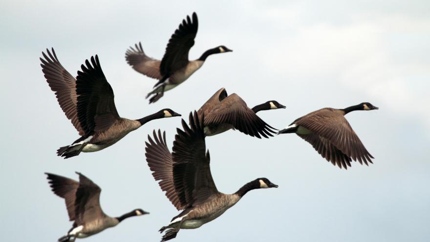 Imagen de gansos volando