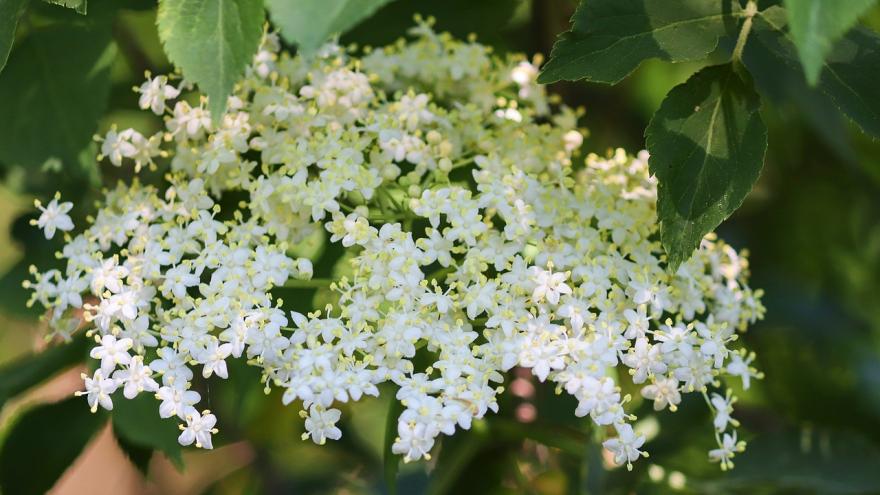 Foto flor de sauco