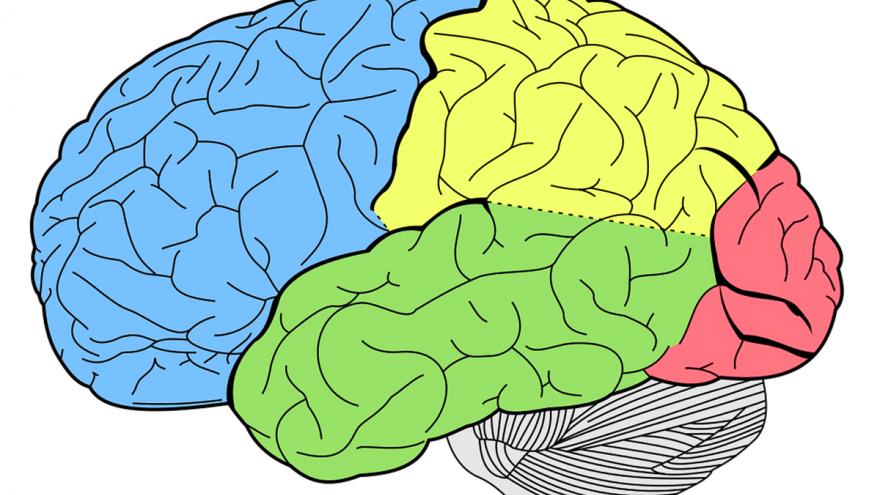 Dibujo de los lóbulos de un cerebro