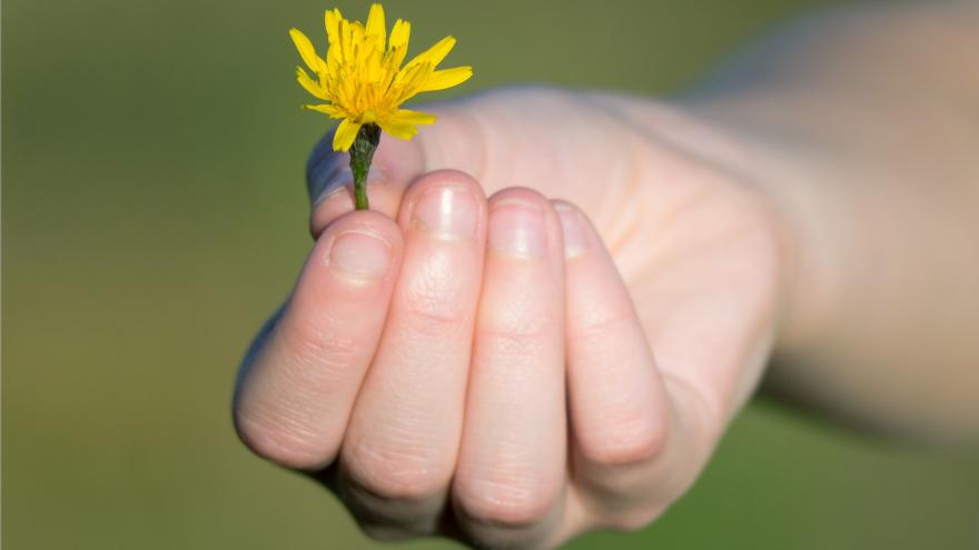 Una mano ofrece una pequeña flor amarilla