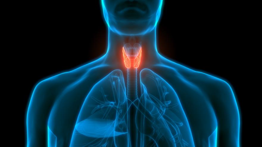 Imagen de la glándula del tiroides en el cuerpo humano