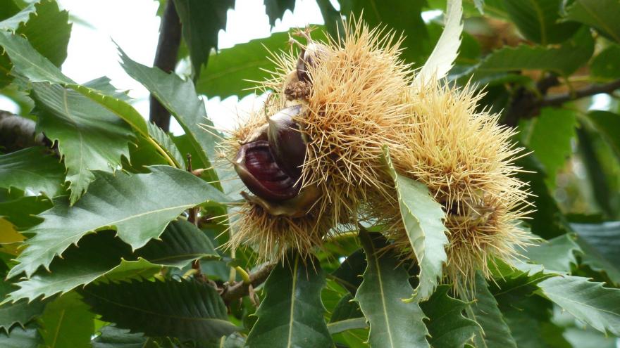 Castaño (Castanea sativa L)