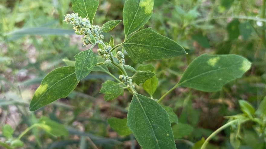 Planta del género Chenopodium