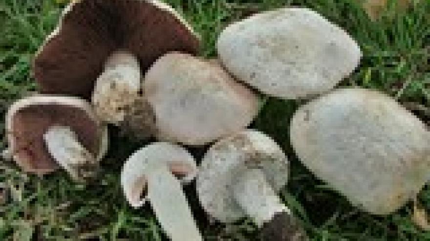 Agaricus campestris