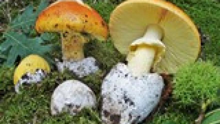 Amanita caesarea