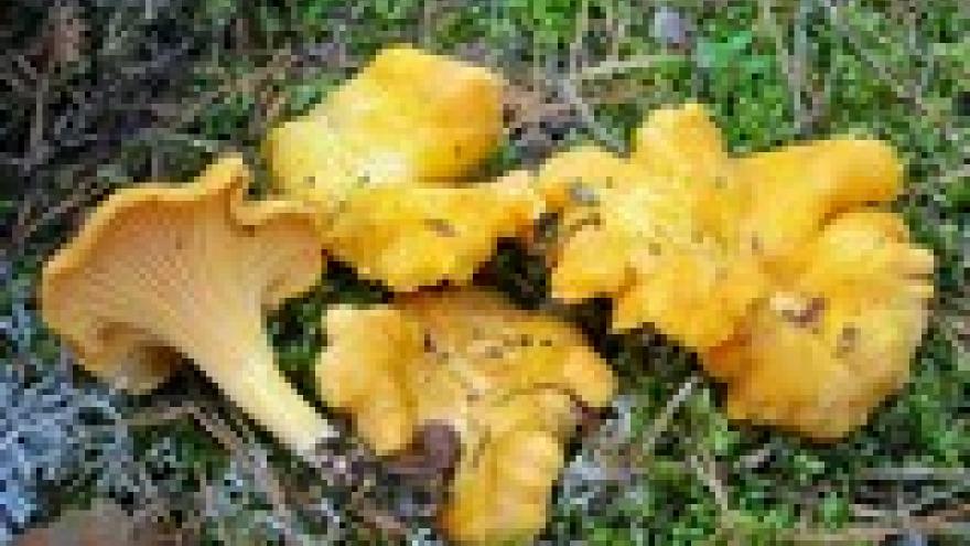 Cantharellus cibarius