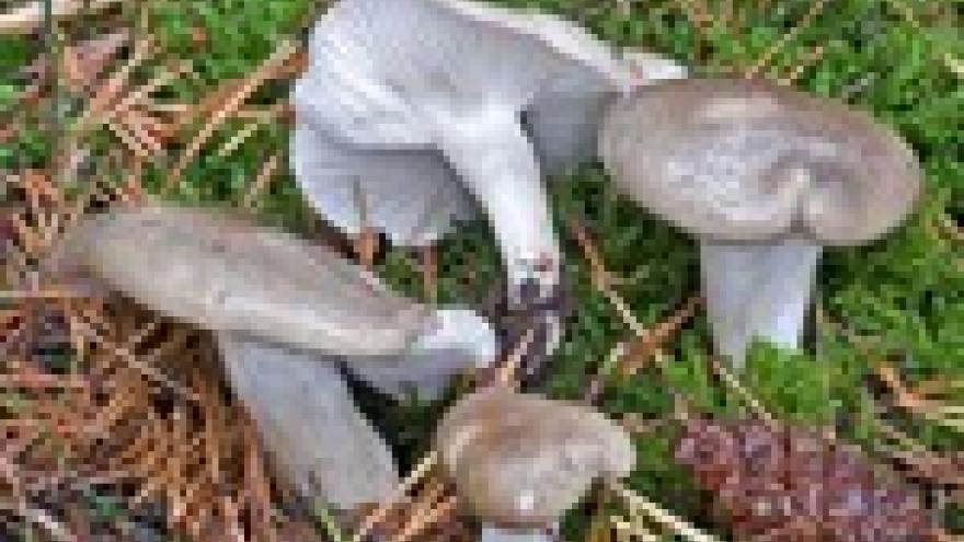 Hygrophorus agathosmus