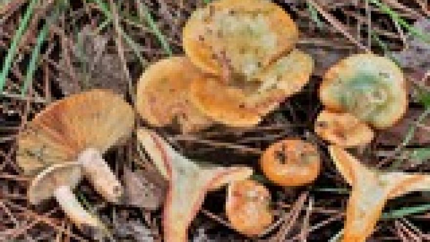 Lactarius semisanguifluus