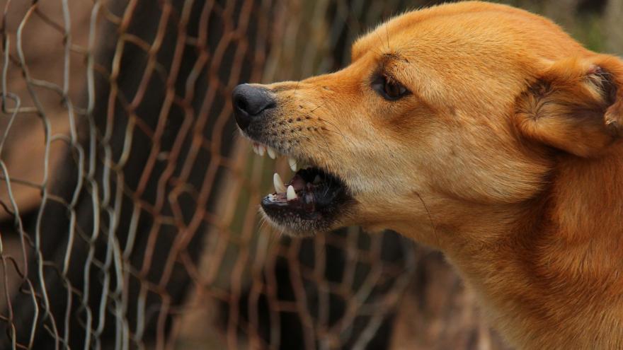 Perro rabioso enseñando los dientes frente a una valla metálica