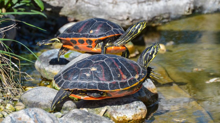 Dos tortugas de Florida en un estanque