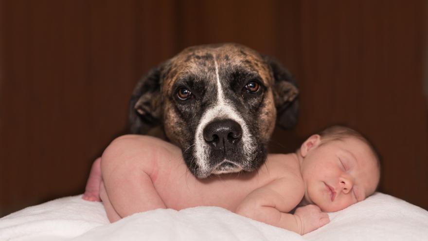 Perro con bebé