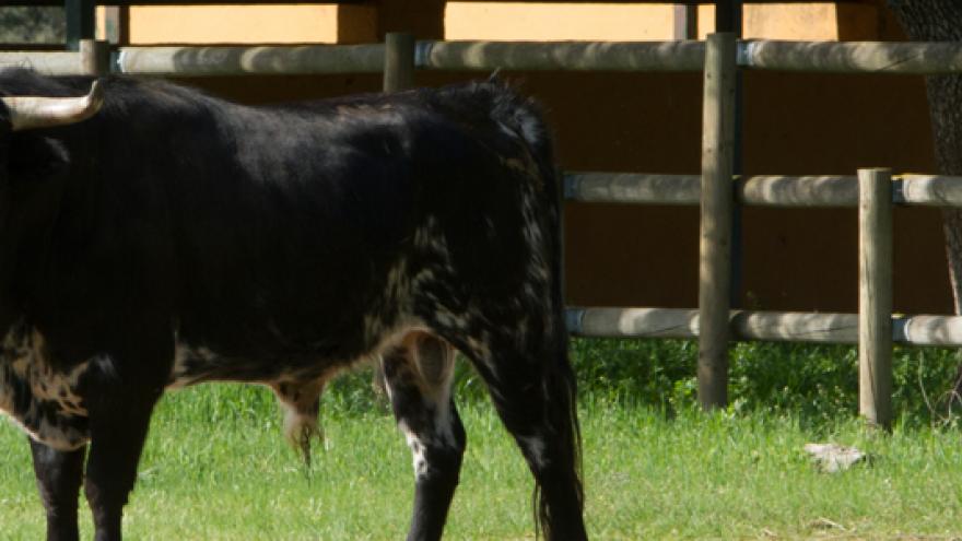 La Dehesa de Guadarrama