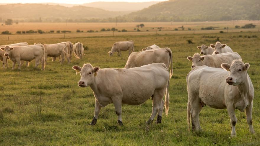 Varios terneros en un pasto