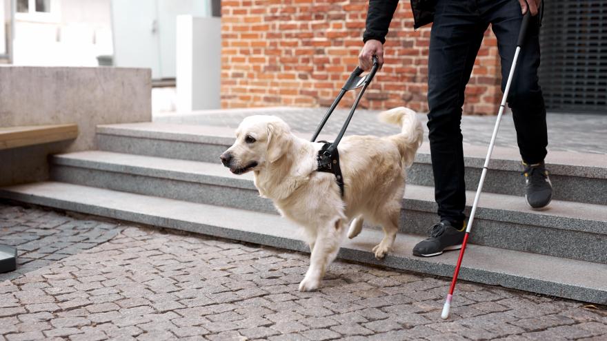 Persona con un bastón  y un perro guía