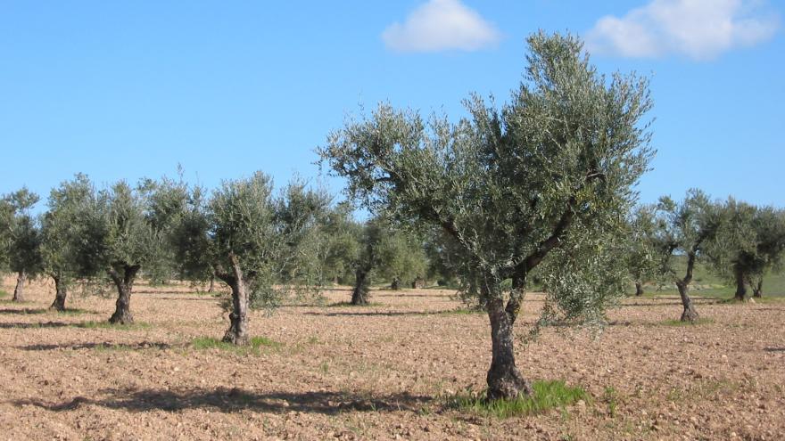 olivos en hilera