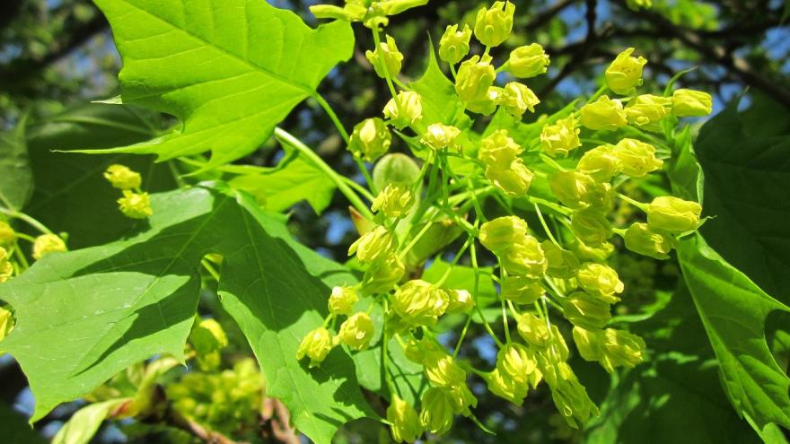 Foto arce primavera