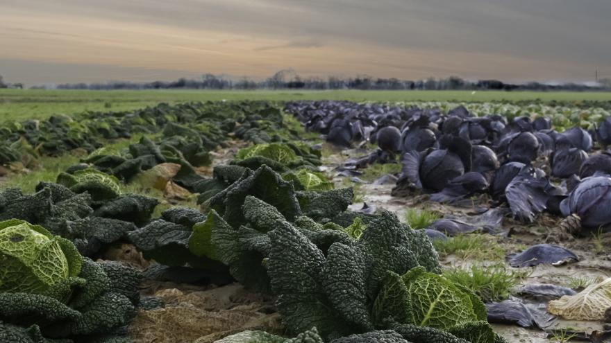 terreno cultivado con hortícolas