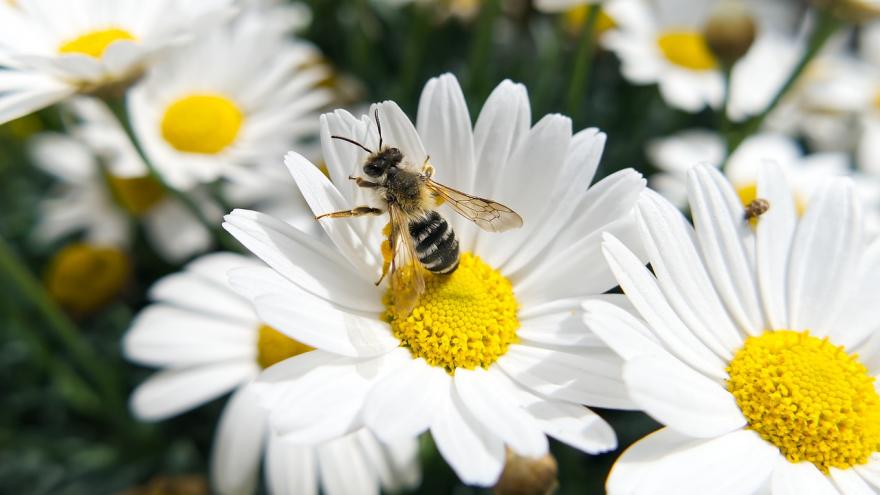 Foto flor abeja