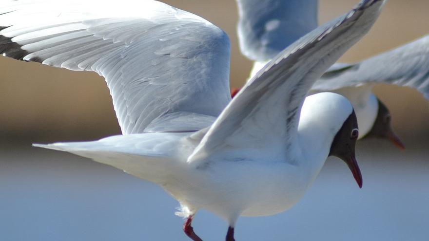 Foto gaviota reidora