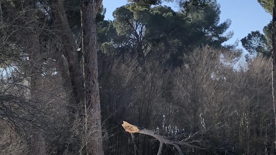 Valoramos los daños de la borrasca Filomena en los montes de la región en casi cuatro millones de euros 