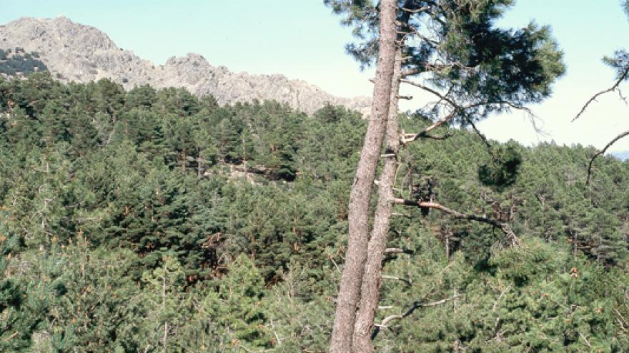 Pinar de Abantos en la Senda Los Tesoros de Abantos, en San Lorenzo de El Escorial