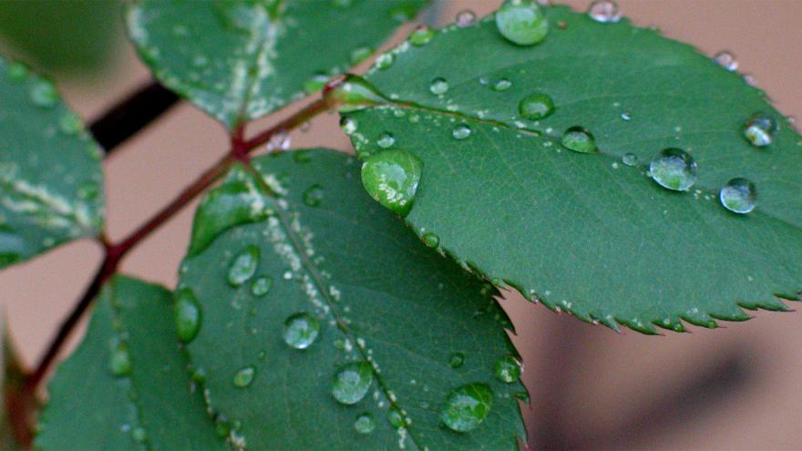 Hojas con gotas de agua