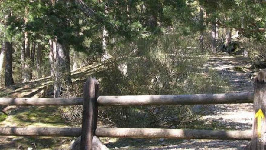 Vista de la senda por la Calzada borbónica, paisaje de pinares silvestres y barrera para control de acceso de vehículos