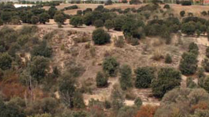 Encinares en la Senda de Villanueva de la Cañada a Brunete