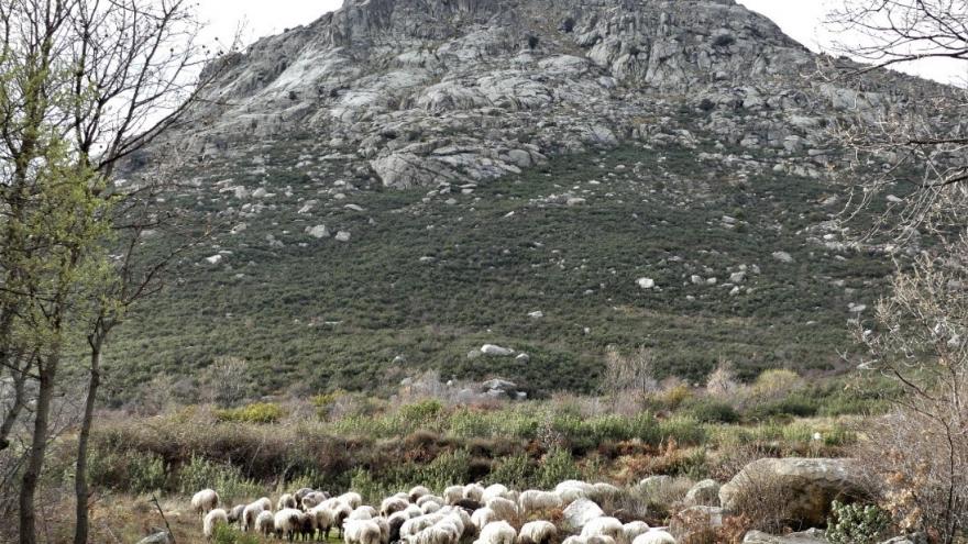 Rebaño de ovejas con la sierra de granito al fondo