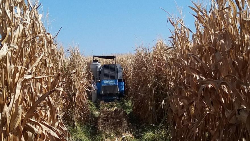 Tractor en medio de un cultivo de maíz