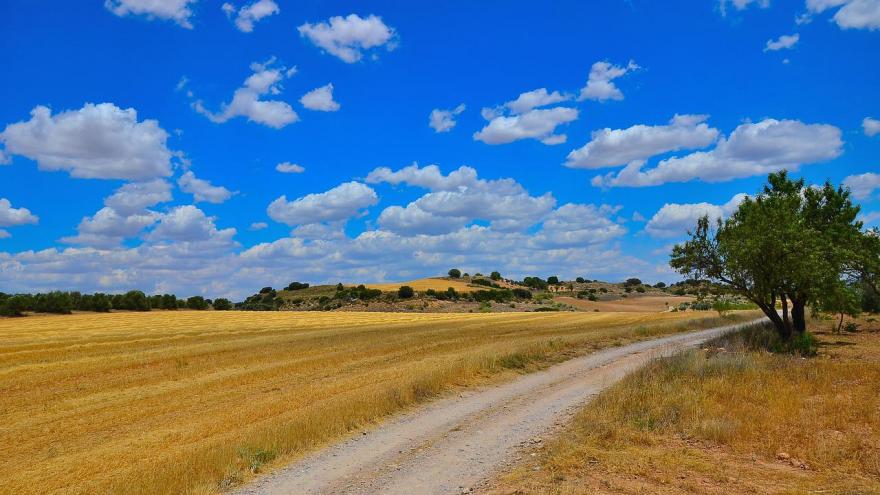 Campo cerealista