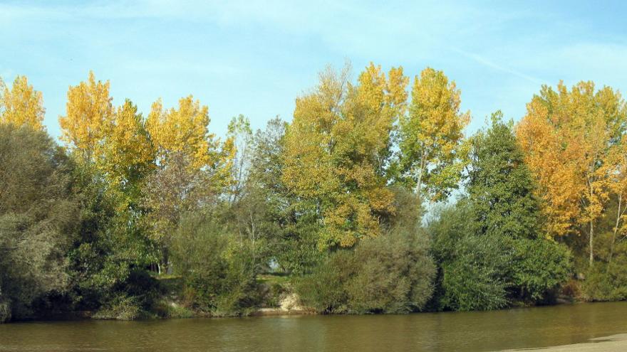 Foto árboles río Pedriza