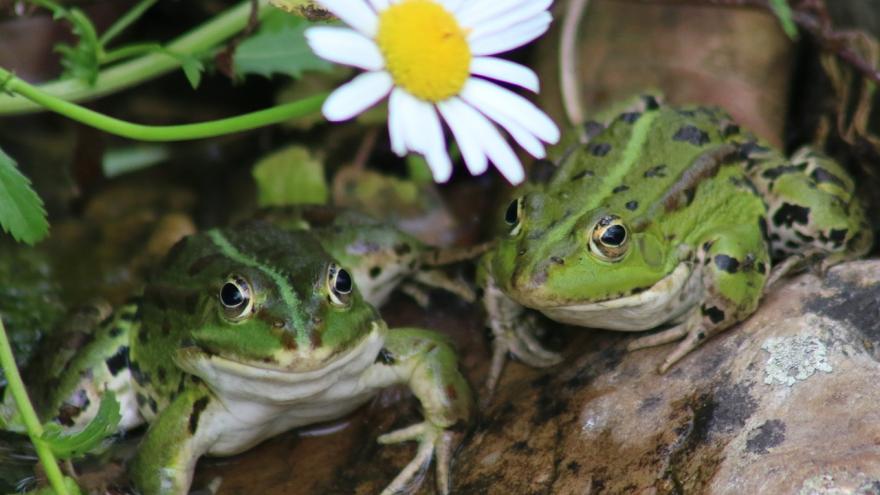 Foto anfibios