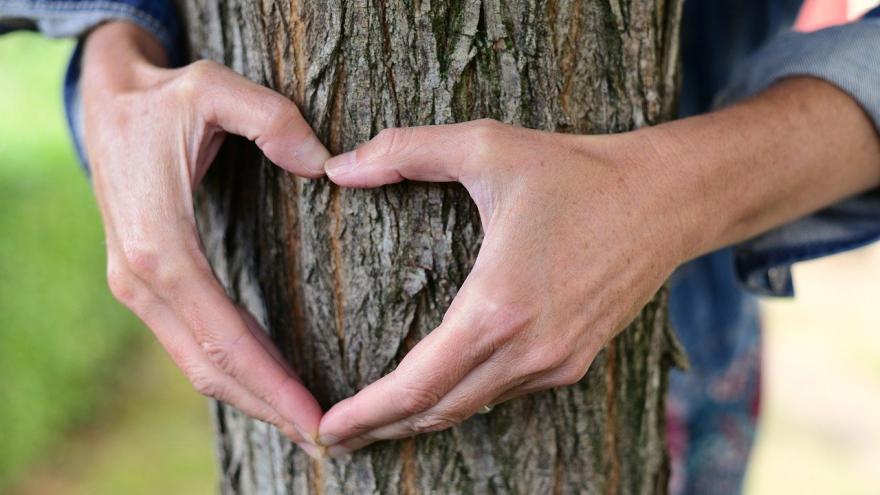 Foto árbol corazón