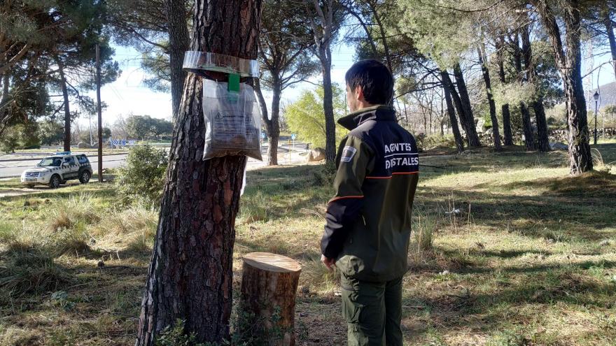 Un agente forestal comprueba una trampa para las orugas de la procesionaria