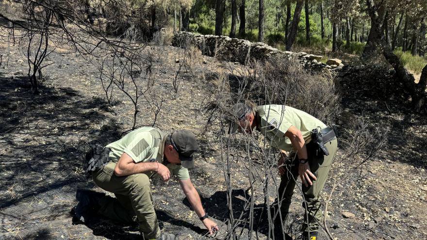 Agentes forestales investigando en un incendio