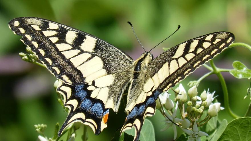 Foto mariposa