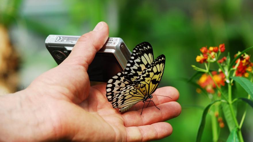 Foto móvil mariposa