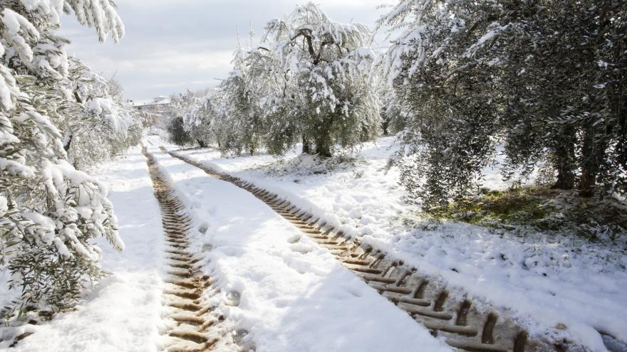 Campo rodada tractor olivos nieve