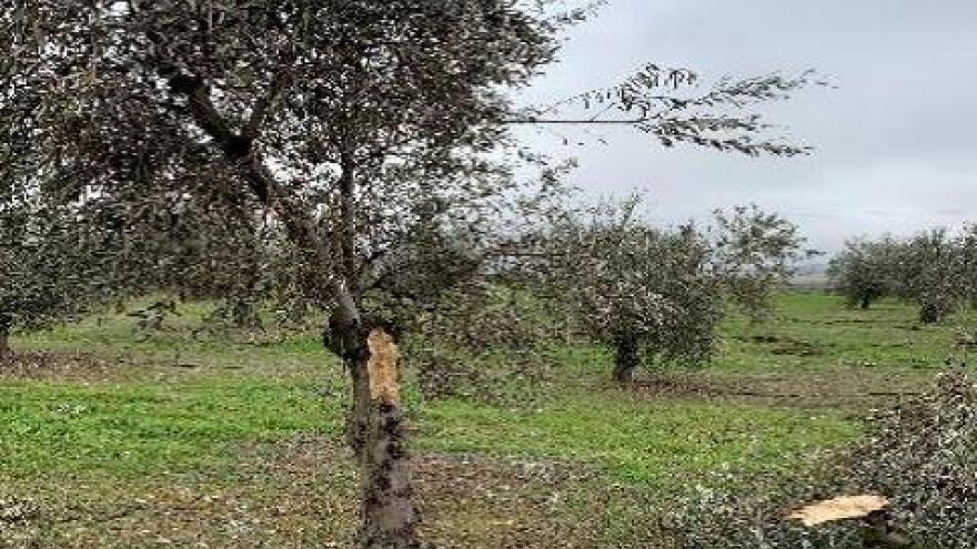 Un olivo cuyas ramas están dañadas