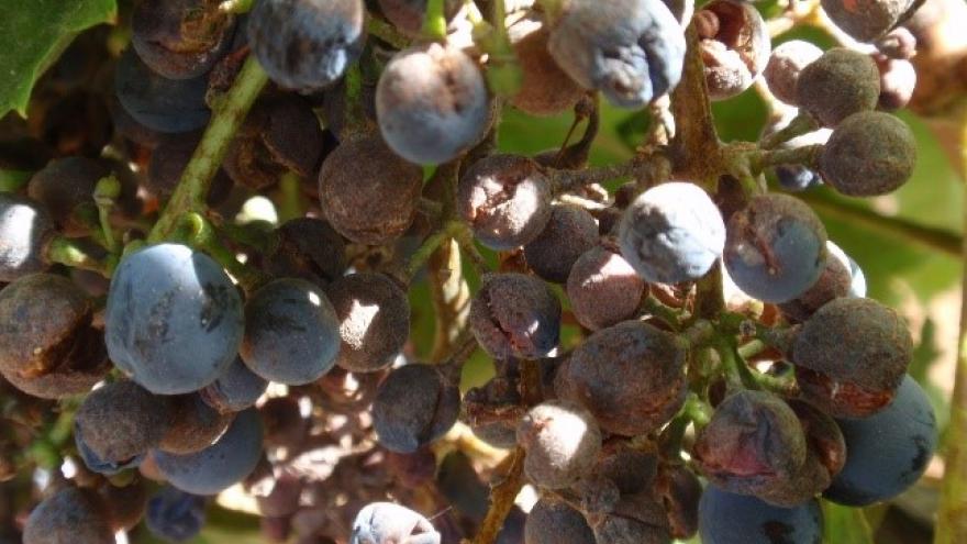Racimo de uvas afectado por enfermedad del oídio