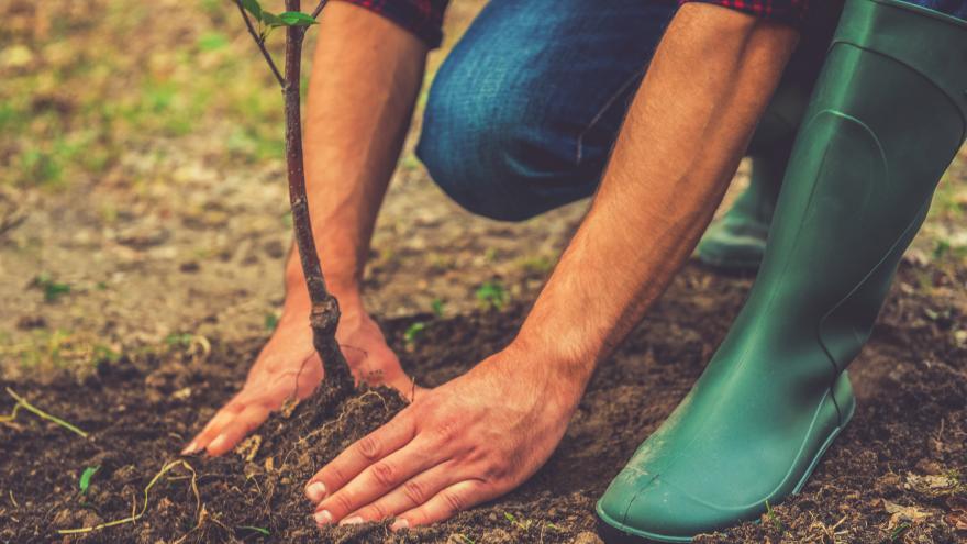 Joven plantando un árbol